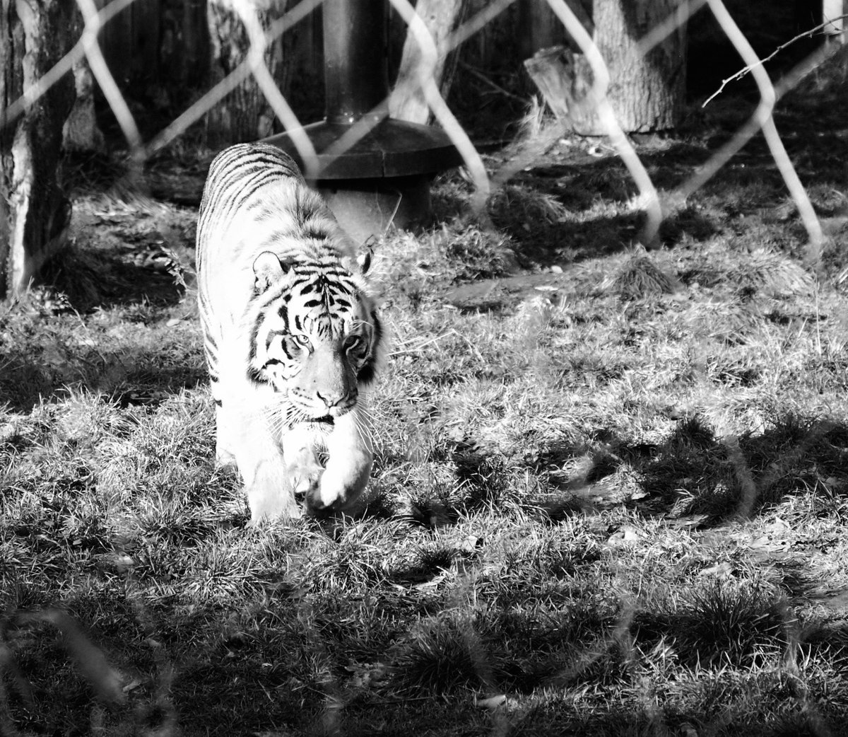malverncollege's tweet photo. Arts Focus: Ava Emery's GCSE coursework project explored the moral issues around animals being kept in zoos, as opposed to living free in the wild. #photography #artsfocus @ThriveatMalvern
https://t.co/g6J1uKVUhL https://t.co/zkWCQnHSQs