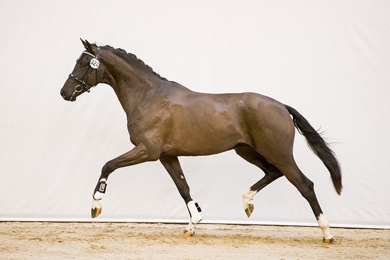 AntonRally's tweet photo. Trots op onze Leandro VL (Charmeur x Golddigger V. Bretton Woods) Door naar de 2e bezichtiging @KWPN hengstenkeuring. https://t.co/Z44IzdcY5u