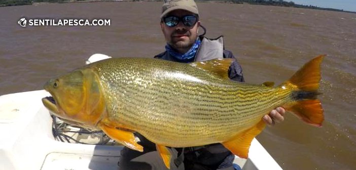 Sentilapesca's tweet photo. INFORMES | Dorados con carnada en La Zona > https://t.co/ljkKwPIlZ6
#pescadeportiva #dorados #lazona #pesca #condevolucion #concarnada #embarcados https://t.co/QS8ahjqW5A