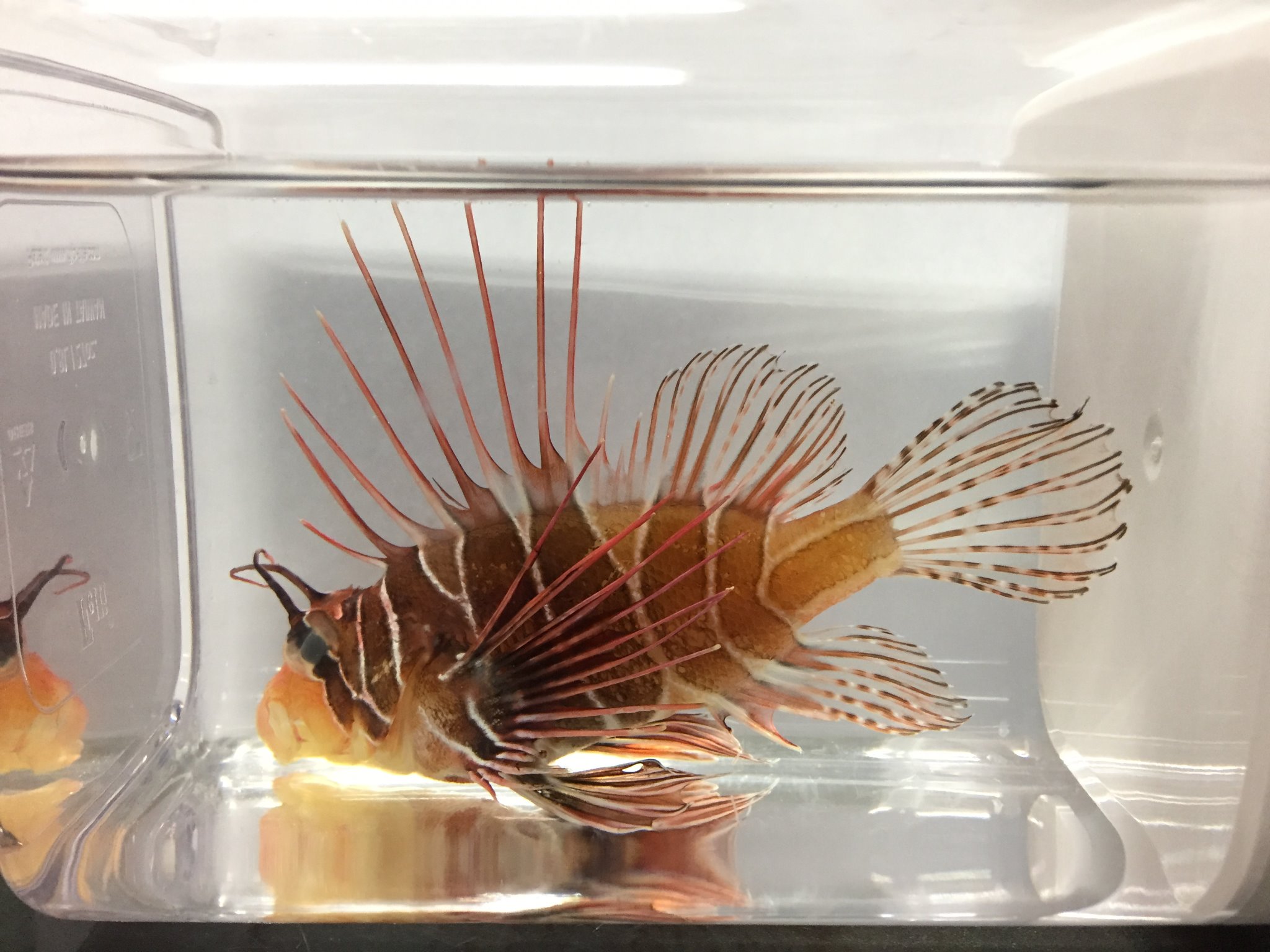 魚類標本 色彩保存標本展 on X: 