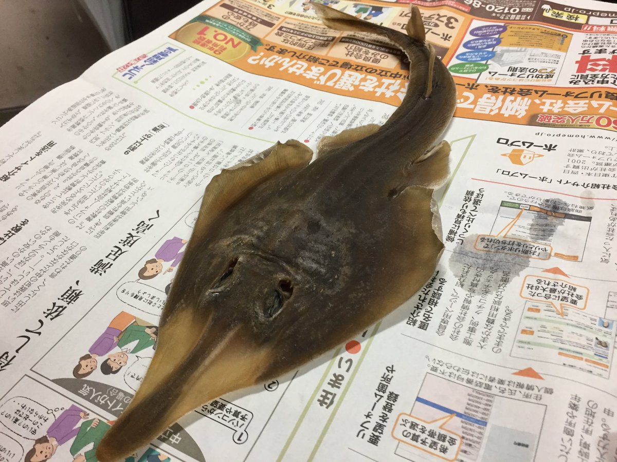 色彩保存標本展 (@sakana_hyohon) / Posts / X