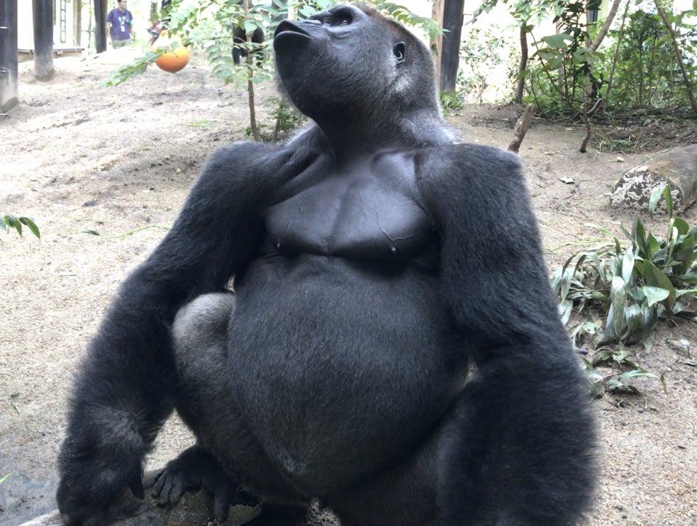 ゴリラ色の世界 ホッホッホッホッホッ 京都市動物園 ゴリラ モモタロウ モモタロウの鳴き声 Gorilla