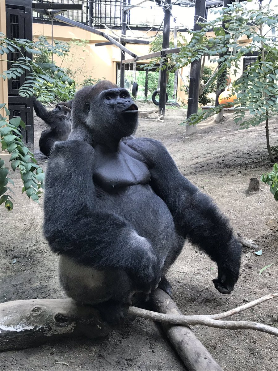 ゴリラ色の世界 ホッホッホッホッホッ 京都市動物園 ゴリラ モモタロウ モモタロウの鳴き声 Gorilla