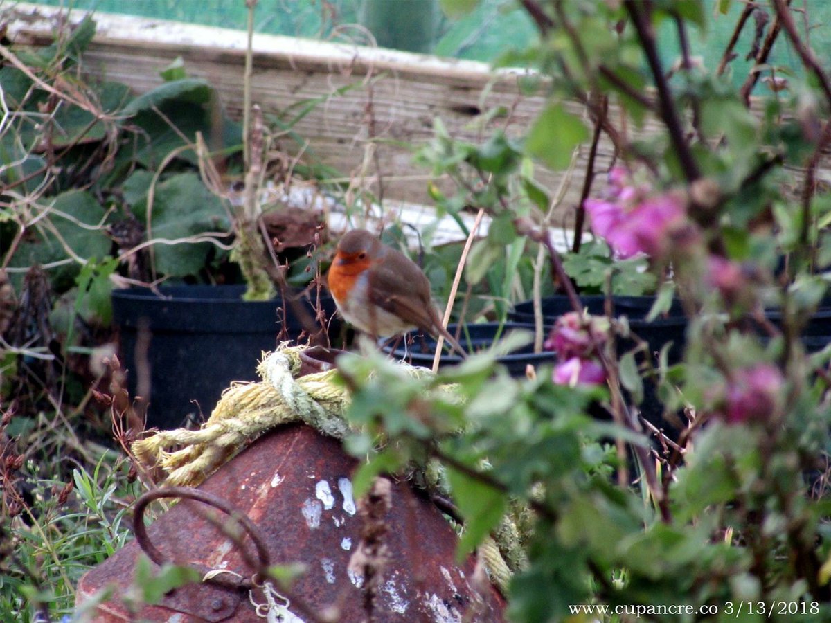 cupancre's tweet photo. Winter garden @cupancre @BirdsMatter_ie @EnaGaeltachta https://t.co/9Pj8aNaOit https://t.co/fR0B5PItz7