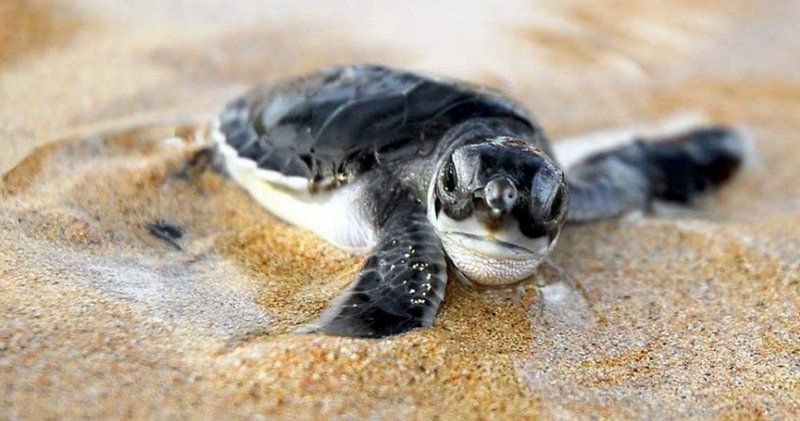 GrandSunsetGili's tweet photo. Green turtles are common in these parts, and you’ll probably come across a few while diving or snorkelling on your next visit. Here are a few interesting facts about green turtles: https://t.co/3sjfEnrFde https://t.co/ZG4M4sPwav