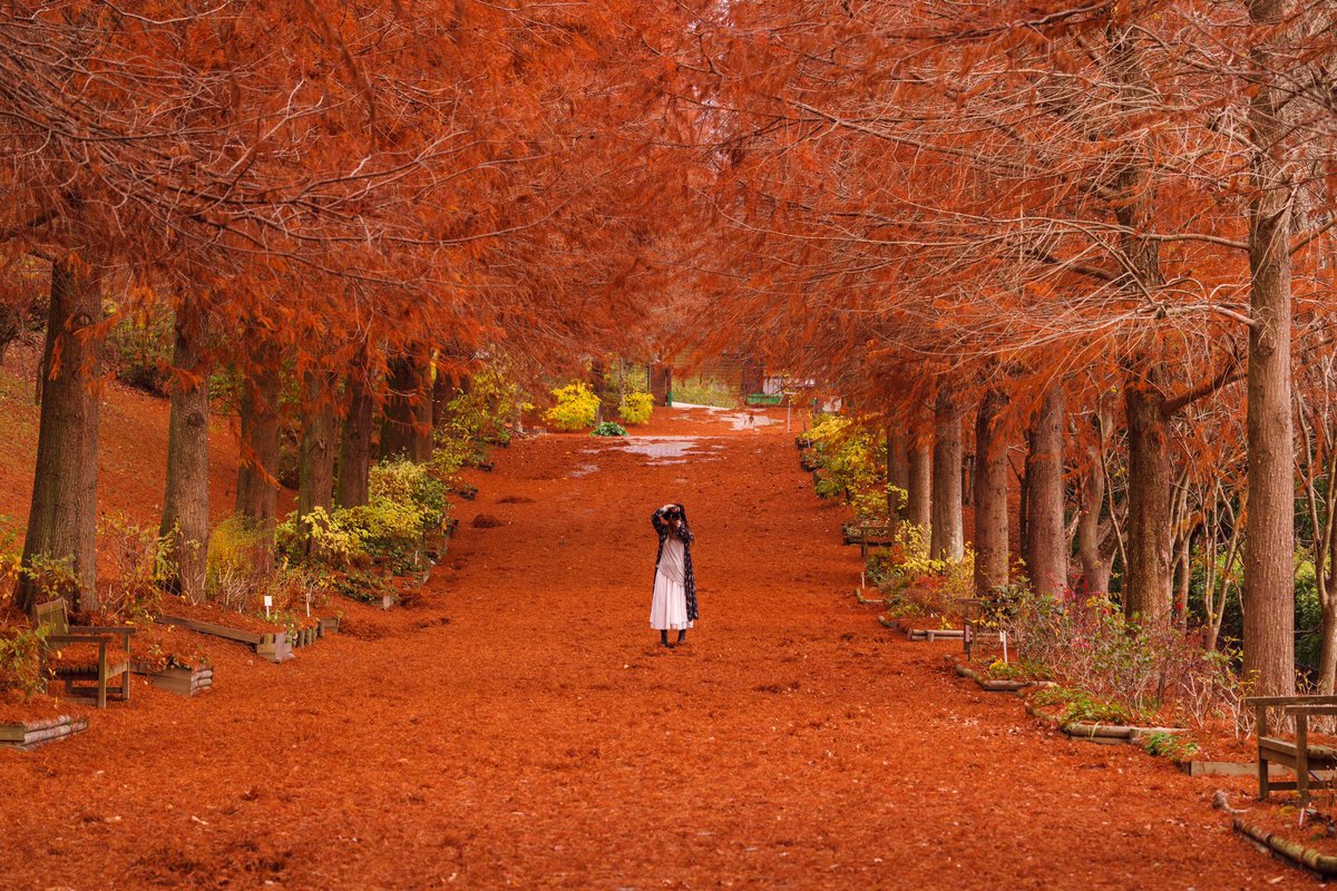 take79tw's tweet photo. 今年1番の秋色でした📸🍁
#紅葉 #秋色 #カップル  #PENTAX  #兵庫県 https://t.co/L1vb0WSZJj