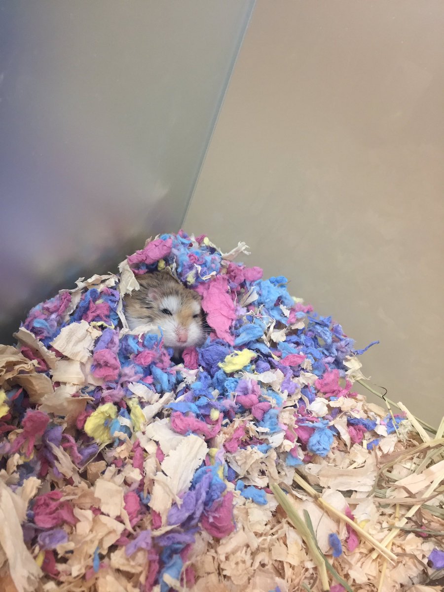 AtMalvern's tweet photo. We have animals in Support Adoption looking for forever homes! 🏠We have two separate Roborovski hamsters called Squeak and Rex!🐹 They are both just over a year old.
We also have Frosty a 5 month old rabbit! 🐇💕 #SupportAdoption #PetsAtHomeMalvern https://t.co/Gf3OVPFCFf