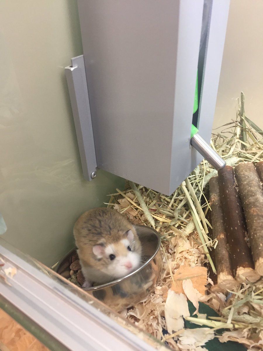 AtMalvern's tweet photo. We have animals in Support Adoption looking for forever homes! 🏠We have two separate Roborovski hamsters called Squeak and Rex!🐹 They are both just over a year old.
We also have Frosty a 5 month old rabbit! 🐇💕 #SupportAdoption #PetsAtHomeMalvern https://t.co/Gf3OVPFCFf
