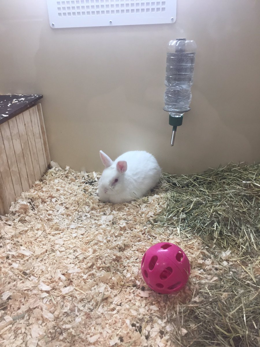 AtMalvern's tweet photo. We have animals in Support Adoption looking for forever homes! 🏠We have two separate Roborovski hamsters called Squeak and Rex!🐹 They are both just over a year old.
We also have Frosty a 5 month old rabbit! 🐇💕 #SupportAdoption #PetsAtHomeMalvern https://t.co/Gf3OVPFCFf