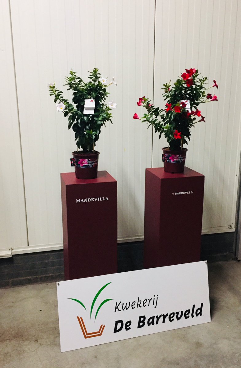 Vandaag en morgen, 5&amp;6 December: FloraPlanet Huisbeurs <a href="/Barreveld/">Gerieke</a>! Komt u ook gezellig langs? Zwethlaan 21! #Floraplanethuisbeurs