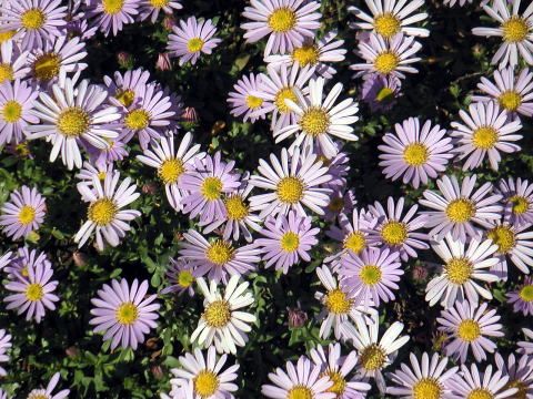 メリアルーム 土日祝いいね お休みです 今日の花 12月5日の誕生日花は 磯寒菊 いそかんぎく 花言葉は 知恵 この日生まれの人は弱音をはかずに辛抱強く頑張るタイプです 何事も努力を惜しまず頑張る姿に周囲も心が動かされます 12月5