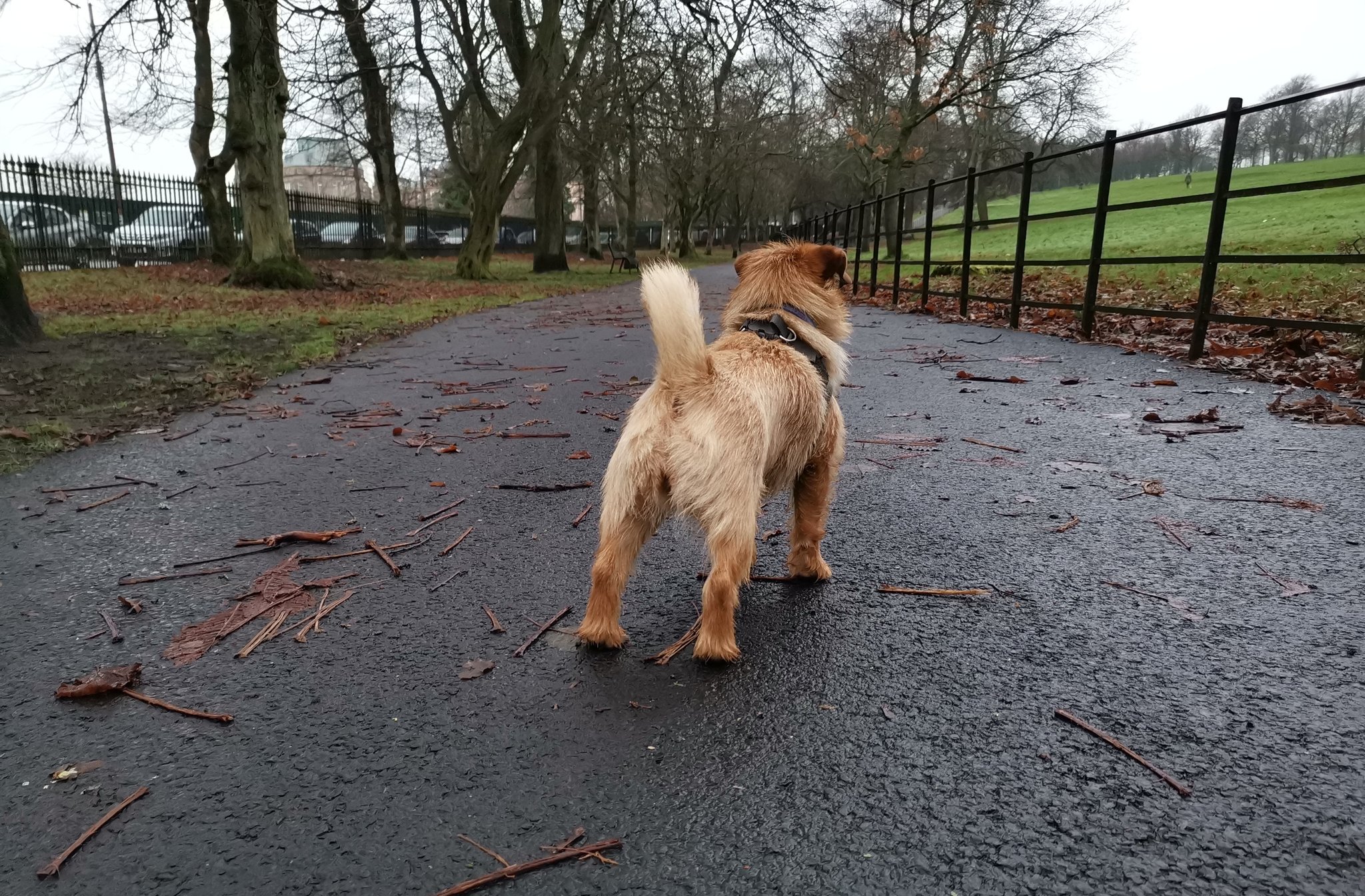 Coco The Norfolk Terrier (CocoNorfolk) / Twitter