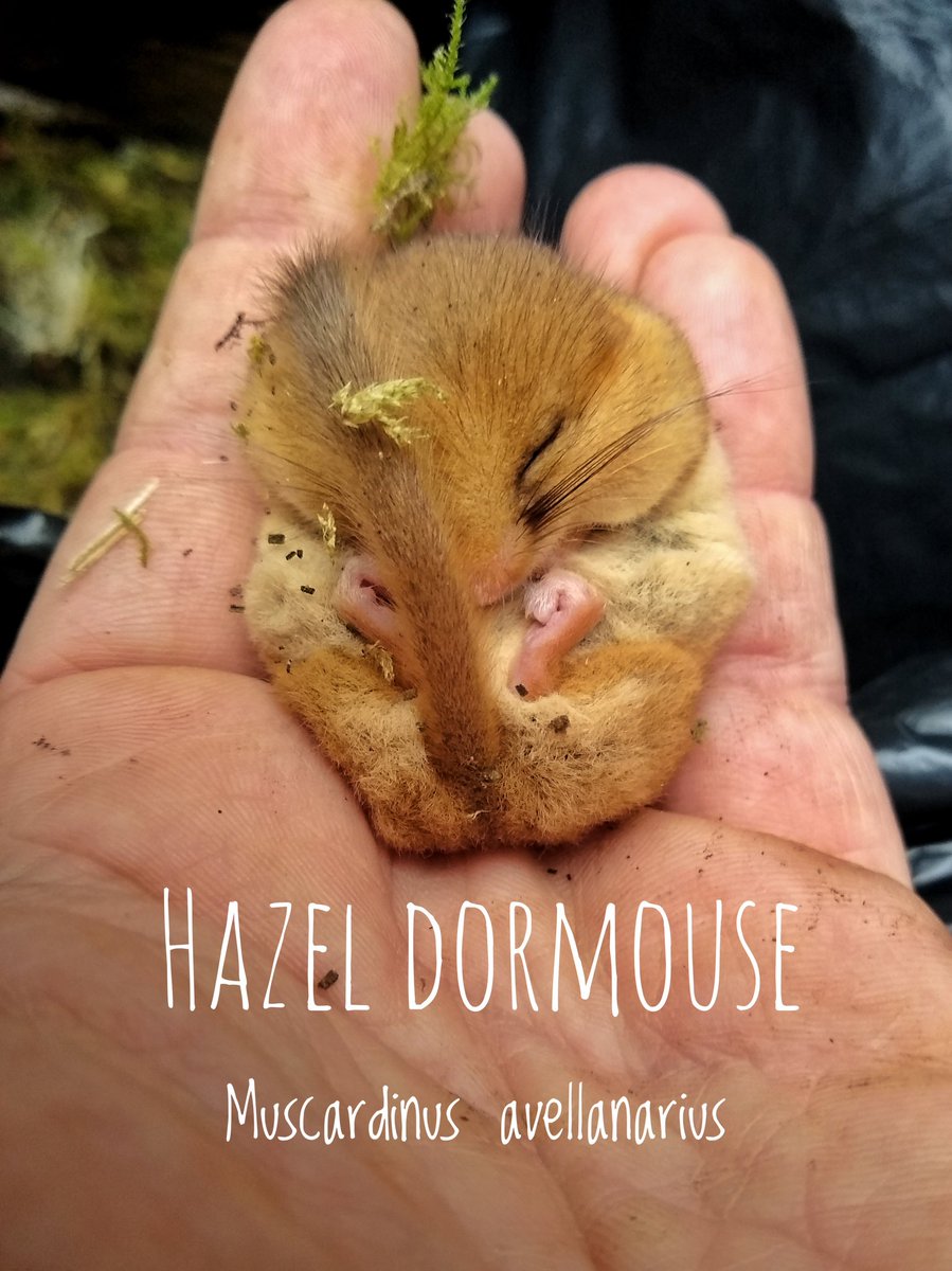 TotallyNotaBug's tweet photo. Incredible and adorable find at @BasildonParkNT with Simon Boulter @RSKEcology. Everyone thought it was too late in the year but hidden in a converted wren nest... #SISS @Britnatureguide @NatureUK @nationaltrust @WoodlandTrust @BBOWT @WildlifeMag https://t.co/jcqwLpAag1