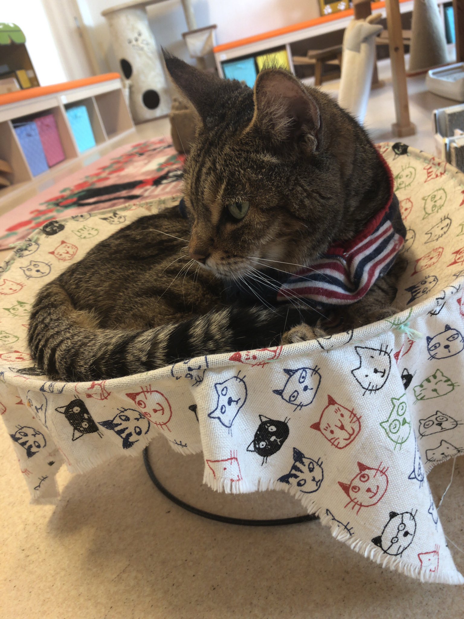 猫カフェバロン Twitter Search Twitter