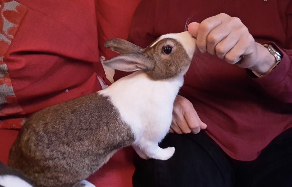 WafflesWillow's tweet image. So we have rabbit sitters this morning, and this STAND IN human is making me work for my kale! How rude is that!?! #bunsonstrike #sofarabbit #willowrabbit #rabbits #rabbitsitting