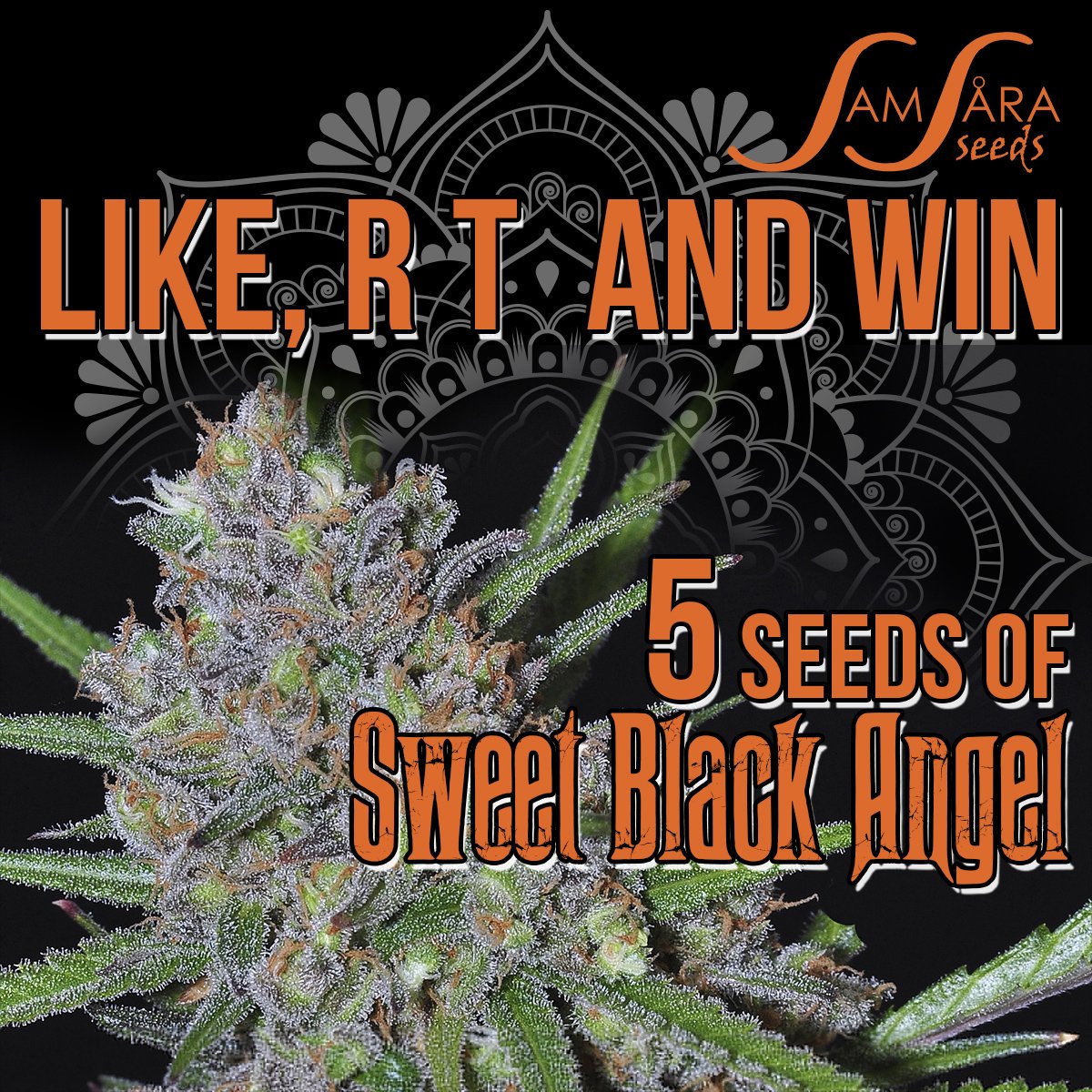 SamsaraSeeds's tweet photo. ¡WIN 5 seeds of #SweetBlackAngel! All you need to do is follow us and like this photo and RT this tweet!! 🌱🧡🌿 Giveaway will end next Wednesday at 20.00h! 😄 https://t.co/rUBkwtc48s