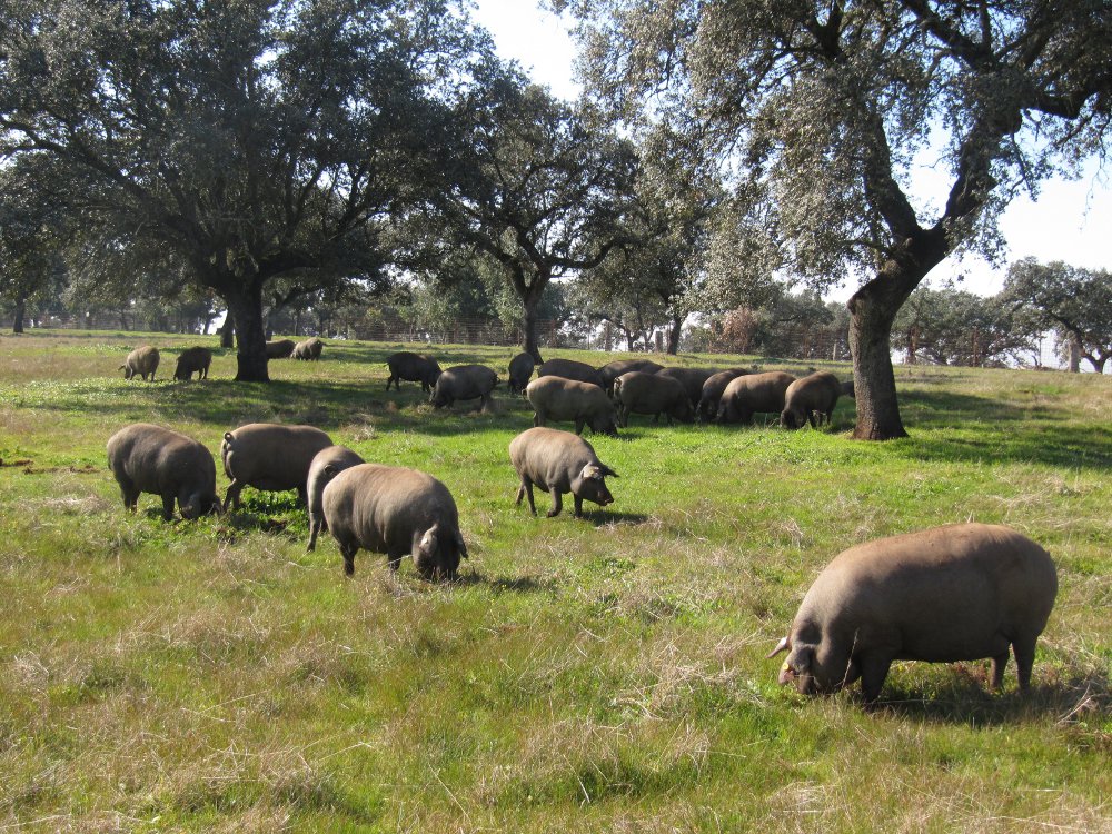 CactusProtector's tweet photo. La consejera de Medio Ambiente y Rural, Políticas Agrarias y Territorio, Begoña García ha calificado como “histórica” la sentencia dictada por el Tribunal General de la Unión Europea, que reconoce la singularidad de la dehesa y anula la sanción impuesta.  https://t.co/NYqow9SSJV https://t.co/vuM1XKFQUO