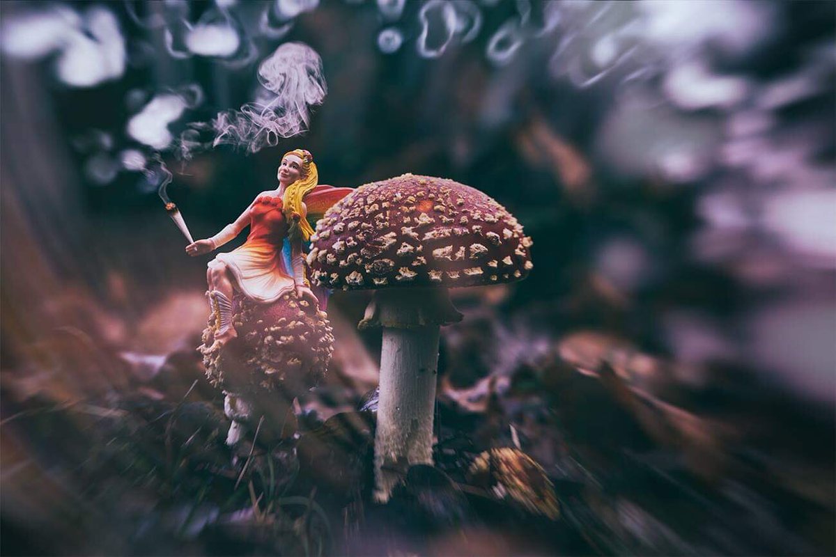 DRichardsonFoto's tweet photo. 'Come Fly With Me'

#flyagaric #mushlove #mycology #shrooms #trippyart 

@joerogan @PsychedelicsUK https://t.co/pGPZ9vmpN3
