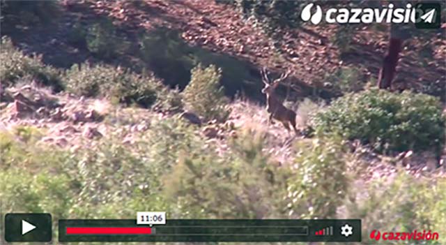 Hoy, película ¡GRATIS! en cazavision.com
Os regalamos una película completa, una espectacular montería de jabalíes y venados en la finca Nava El Sach. ¡NO TE LA PIERDAS!
#Caza #Cazadores #Cazavisión #Montería #Jabalí #Venado #Hunt #Hunting #Hunter