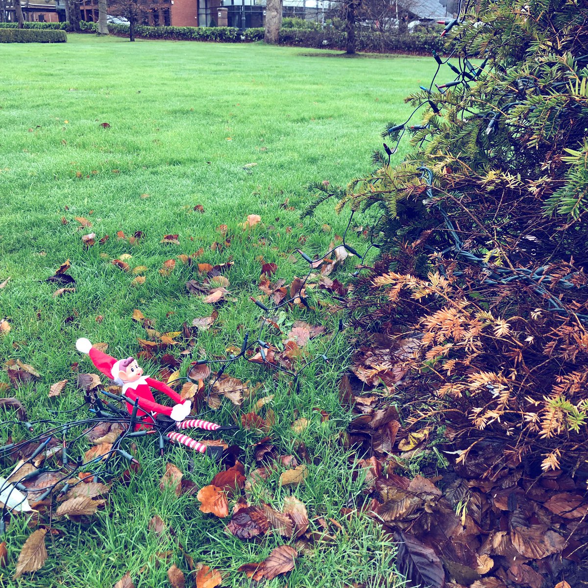 eatatHope's tweet photo. BREAKING: #GarytheElf is attempting to sabotage the @liverpoolhopeuk Christmas light switch on 🌲 Find out this afternoon to see whether he succeeds! https://t.co/dLtAdCY2IE