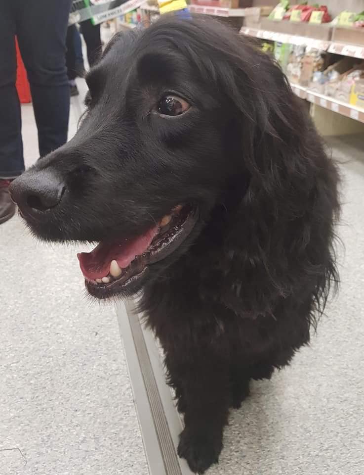 ExeterPAH's tweet photo. Meet Archie. He is one of the many wonderful volunteer #dogs with @PetsAsTherapyUK that share their time with people in need. 

It was an honour to meet Archie and his owner in store.

https://t.co/qXjXxs2RUF

@PetsatHome #mansbestfriend #InternationalVolunteerDay #lovedogs https://t.co/J2RSVJq6b3