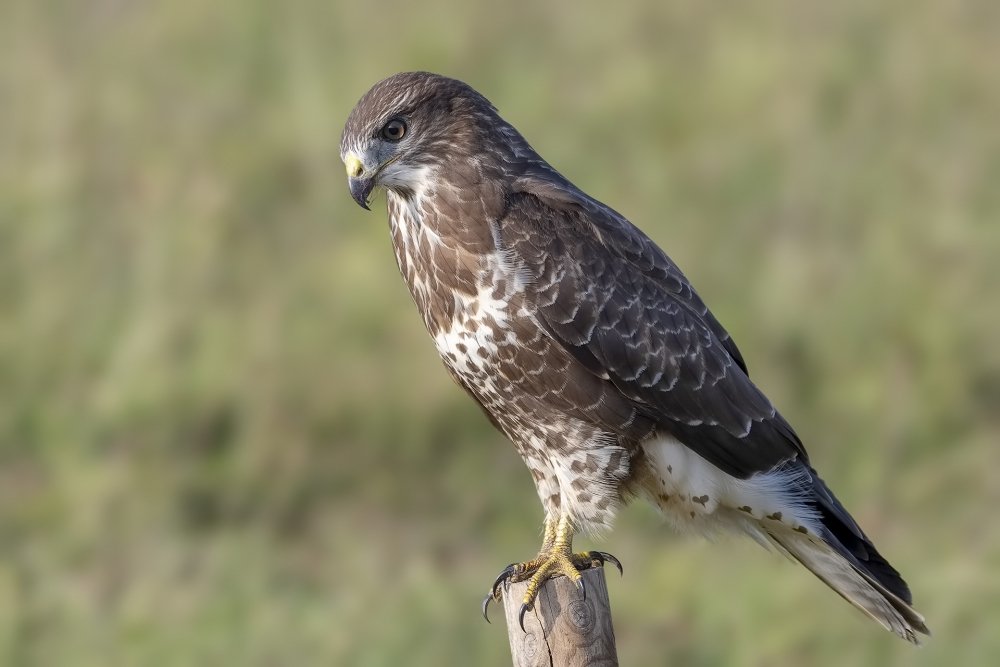 oetmeij's tweet photo. shared with https://t.co/kd6Hjqb6d8 #2018 #bird #birdofprey #birdphotography #buizerd #buteobuteo #commonbuzzard #nature #roofvogels #vogelfotografie https://t.co/nIByVjMmis