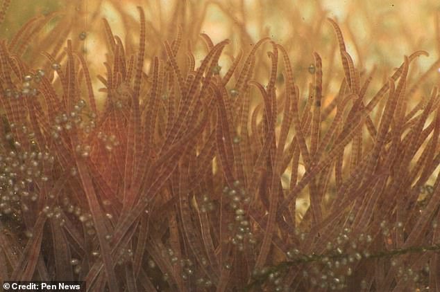Pulsating ‘sewer-monster’ made up of a squirming mass of tubifex worms is captured in revolting footage dailymail.co.uk/sciencetech/ar…