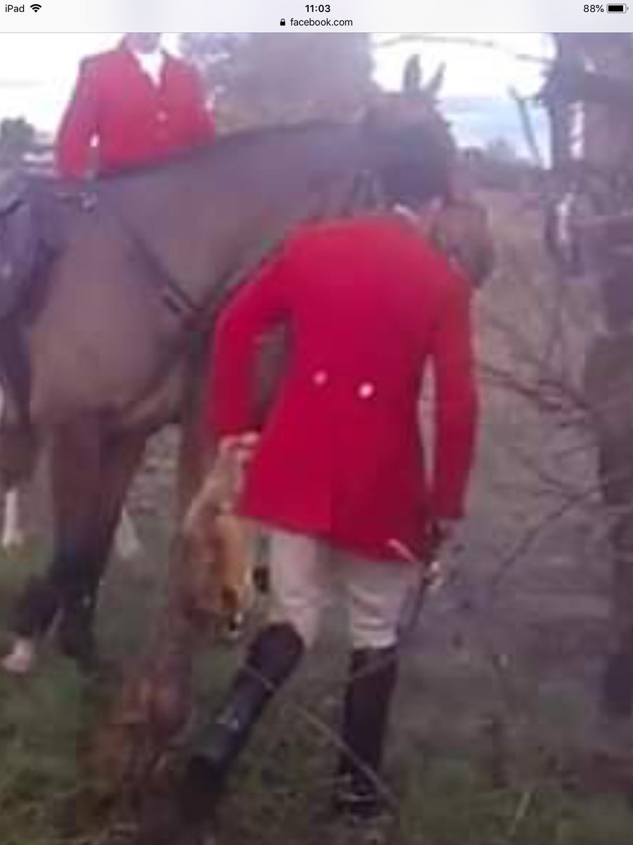 Cheshire Hunt whipper in Jamie Whittles escapes with the body of the fox they killed yesterday after overpowering sabs. Our report m.facebook.com/story.php?stor…