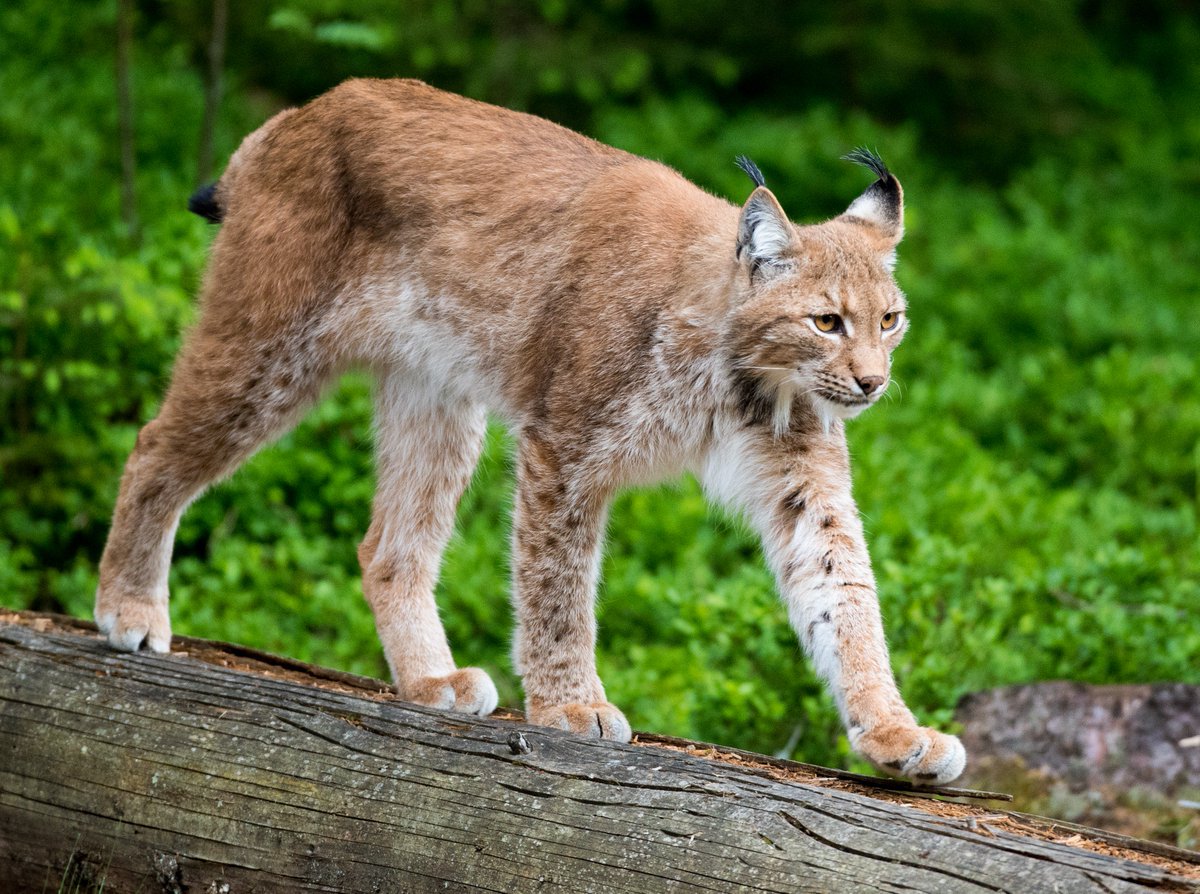 ITVborder's tweet photo. Plans to reintroduce Lynxes into Kielder Forest rejected by the Government: https://t.co/ztyX1Xxesh https://t.co/KaCtppK07g