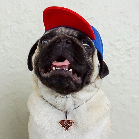 nortonmousepugs's tweet photo. Summer tip... when itโs hot try and look cool ๐๐ถ๐ Have a super day dudes ๐ Da Pez-man .
Pawsome personalised dog tag from @stylish.hound ๐๐พ๐ .
#cooldude #dogtag #coolpug #thestylishhound https://t.co/jc7wlNtfCQ https://t.co/DgaXjFiCZ7