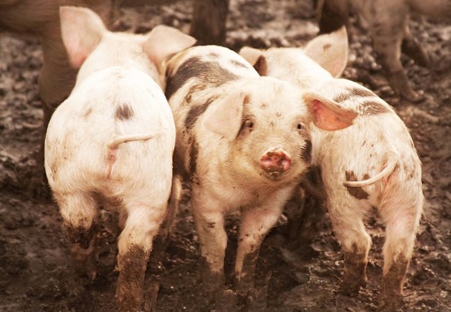 рвота у поросенка