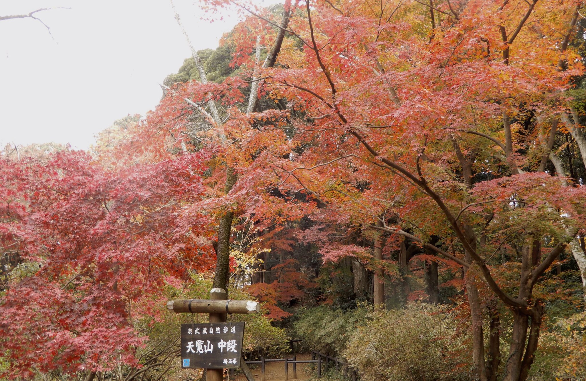 飯能市 観光 天覧山周辺はまだ紅葉がみられるまぁ 明日はあまり天気が良くないみたいだけれど 明後日はまた気温が高くなりそうだま 残り少ない秋を探しにお散歩してみるのも良いかもしれないまぁ 天覧山 紅葉 T Co Dvxqytgtmq