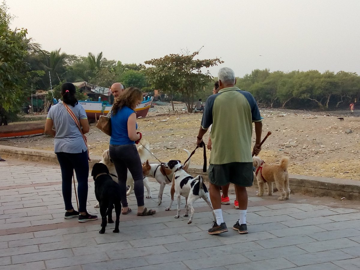 OmnitzTours's tweet photo. Now the good part of #Carterrd #bandra Vibrant nature of morning. #waterbirds #boats #student #dogs #doglovers Enjoyable walk on #promenade Some feeling is always good. @AlmeidaRich @MNCDFbombay @atuldonde https://t.co/5mrIvwM6E9