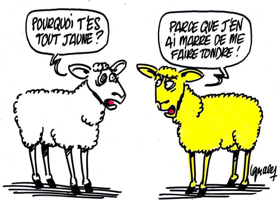 Axilya Humour J En Ai Marre Giletsjaunes Taxescarburants Moutons T Co Ef04p7gkzz Twitter