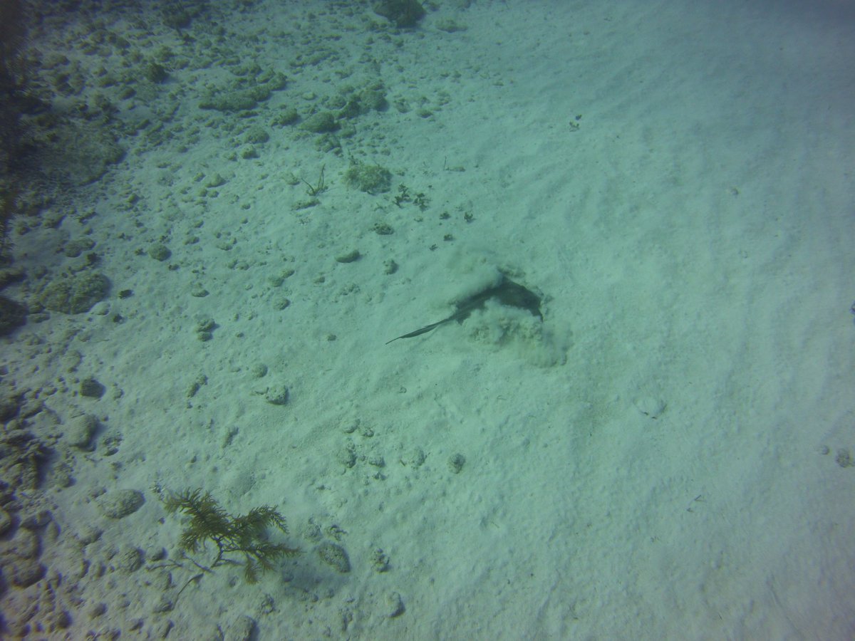 GaryLynott's tweet photo. Diving in the caymans. When a Sting Ray see you they take cover in the sand! https://t.co/CKCd66la3s