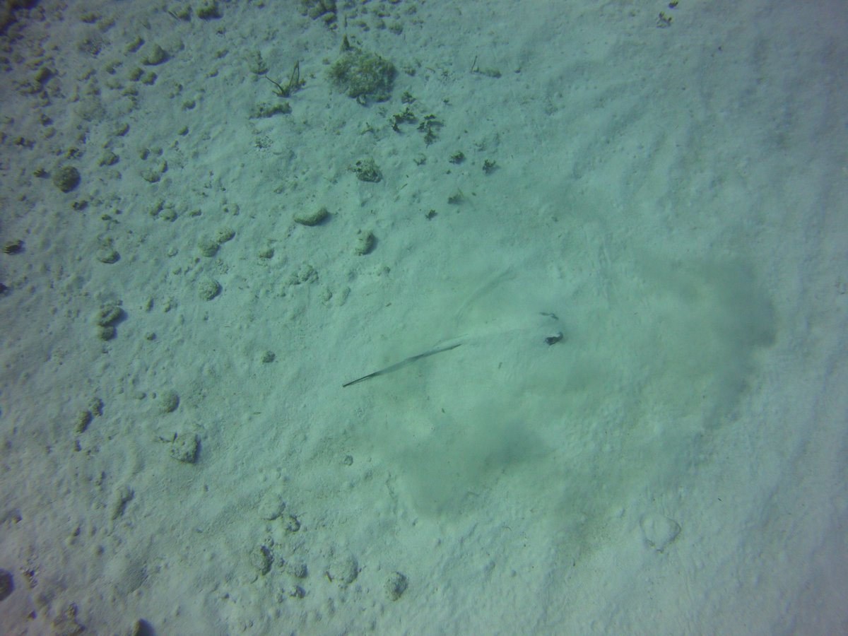 GaryLynott's tweet photo. Diving in the caymans. When a Sting Ray see you they take cover in the sand! https://t.co/CKCd66la3s