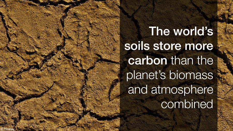 Iucn On Twitter Did You Know That Soil Is The Biggest