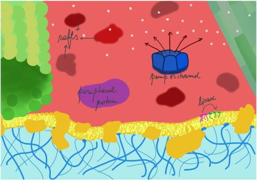 Micropathogene2's tweet image. #Pseudomonas_aeruginosa quorum-sensing #metabolite induces host #immune #cell death through cell surface #lipid domain dissolution