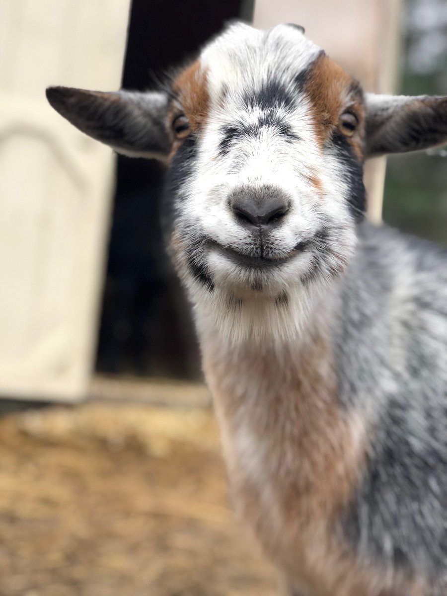 RileyFarmRescue's tweet photo. #goodmorning🌞 from #theodorethehero 🐐 who is a #goatmodel 🤩 I swear he poses for the camera 📸⭐ 👋 to his sponsor dad @dank_a_geddon
.
.
#superstar #goatlife #goatselfie https://t.co/IVG1XwyfQm