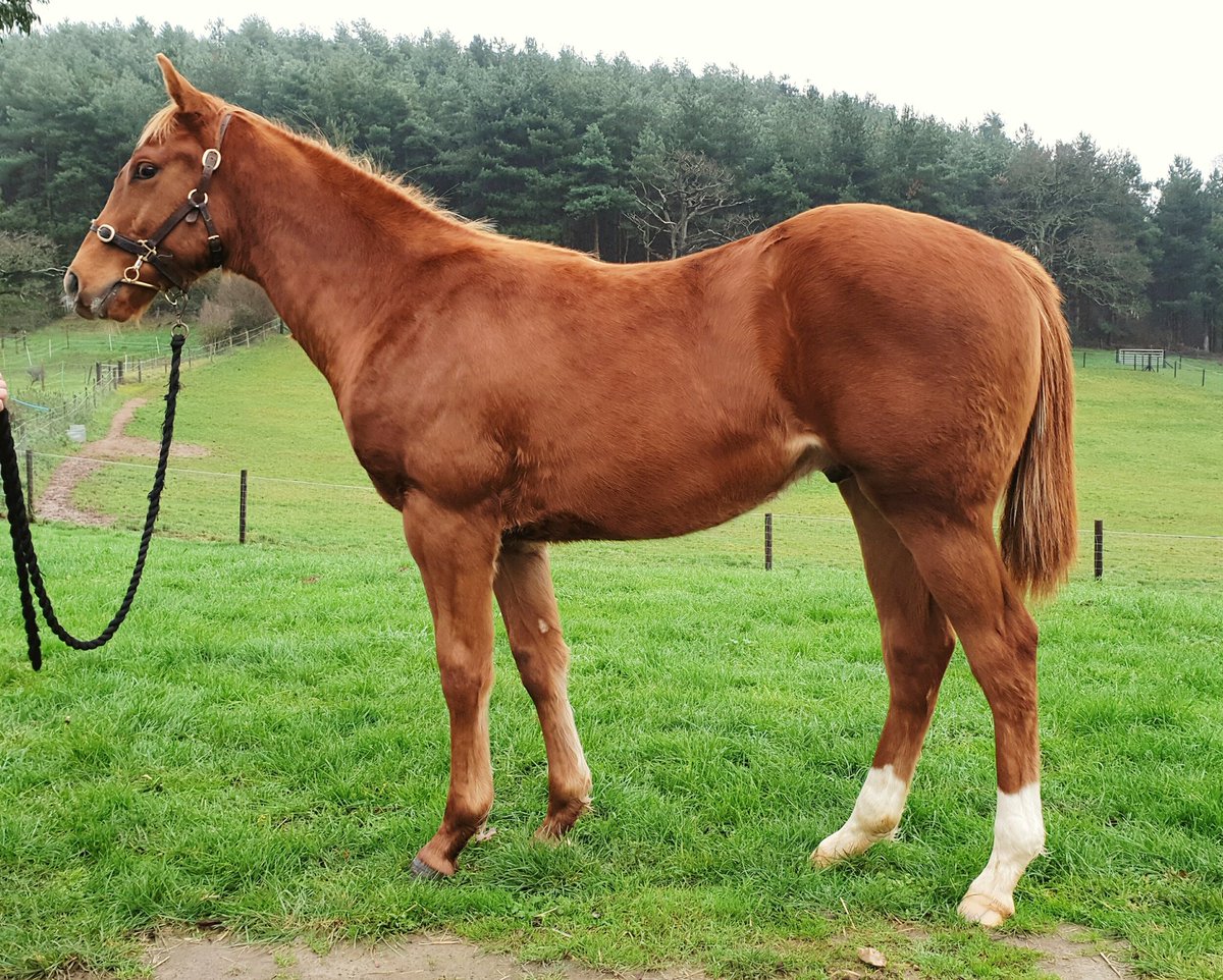 ChapelStud's tweet photo. Four cracking colt's heading to @GoffsUK for the new December sale. https://t.co/7GNwAyonNT