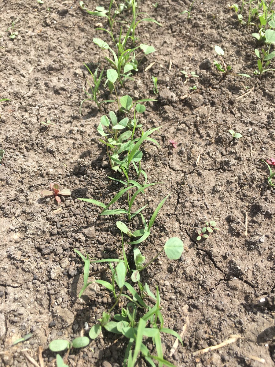 John Matthews tweet media