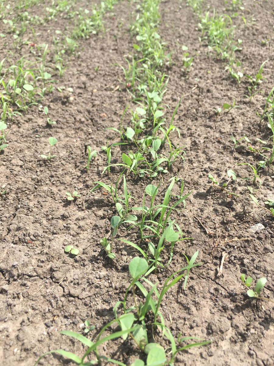 John Matthews tweet media