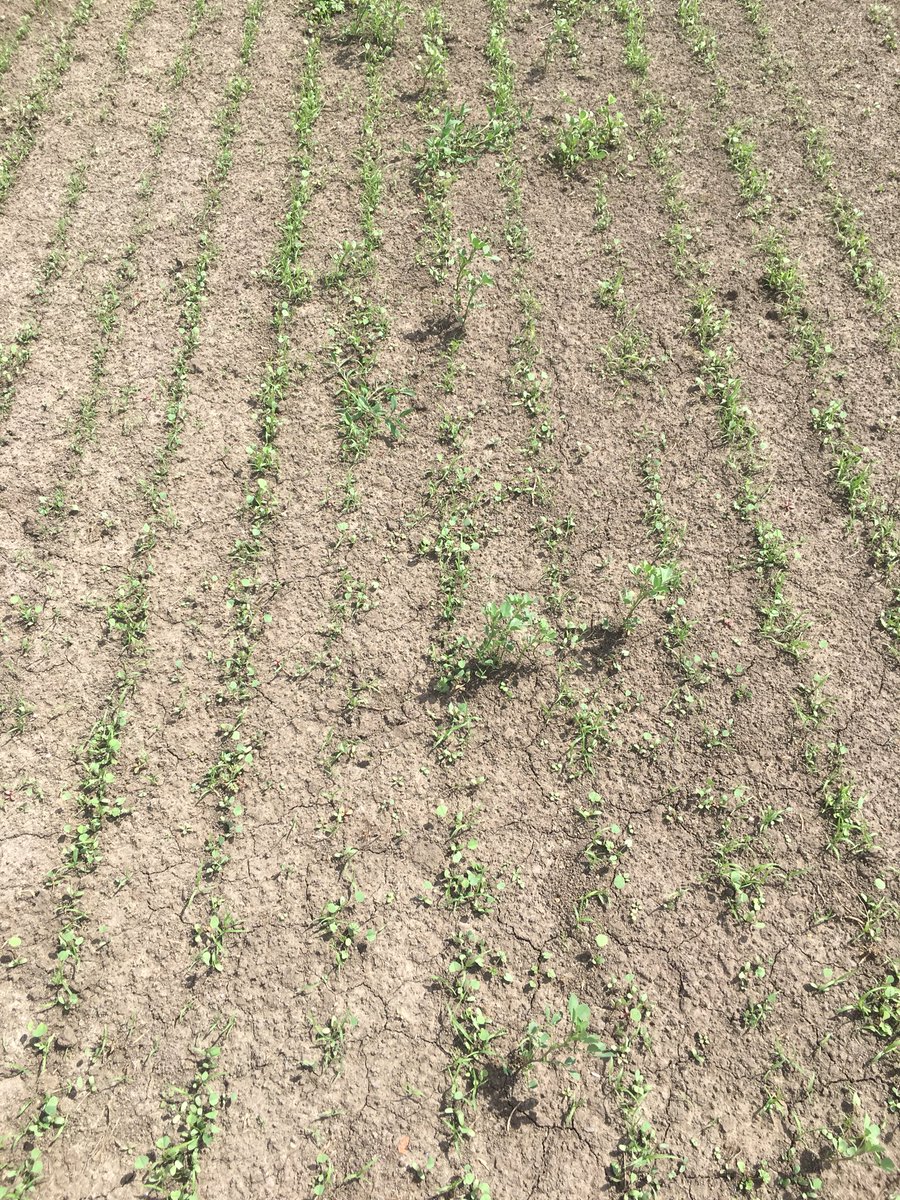 John Matthews tweet media