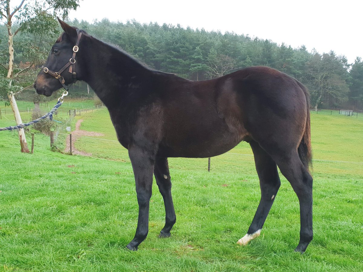 ChapelStud's tweet photo. Four cracking colt's heading to @GoffsUK for the new December sale. https://t.co/7GNwAyonNT