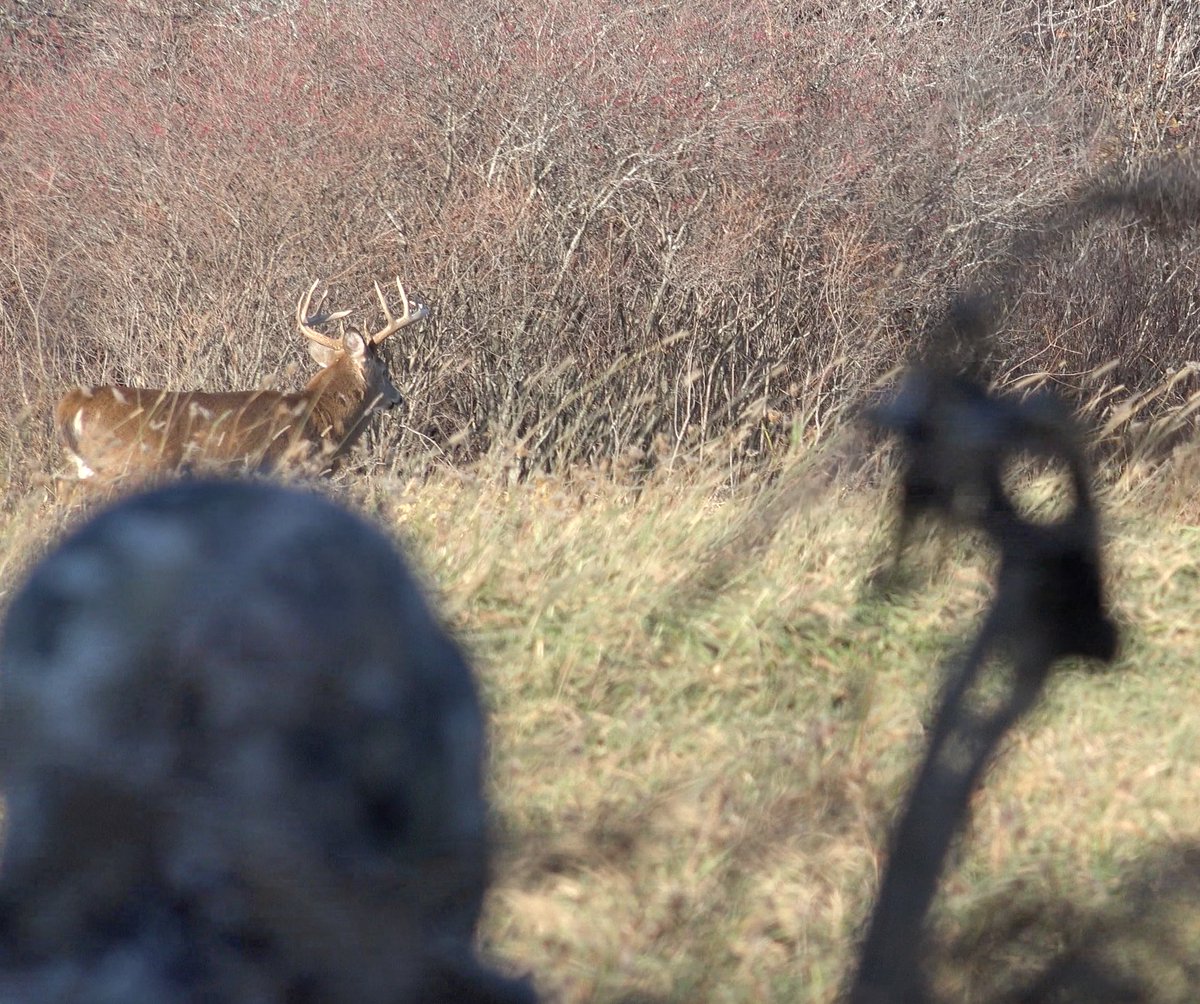 Distracted by a hot doe-  I was able to get close to this guy back in November. #makeithappen #lockdown #canadahunting  #sitkagear #hoyt #hoytbowhunting #vaportrailarchery #radicalarcherydesigns #blackeaglearrows @SitkaGear @Vaportrailarche @blackeaglearrow @RADbroadheads