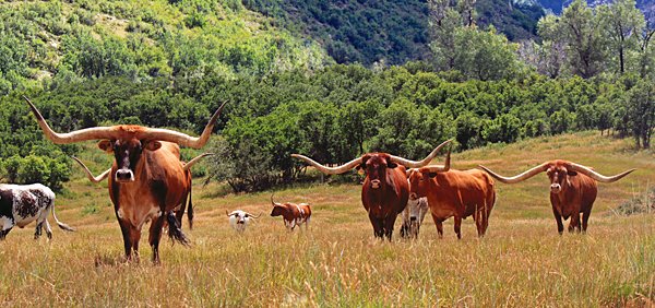 #TexasLonghorn is an awesome animal; animals lover shared this amazing photo with this #app and making #Wednesday more happening for animal watchers.

Download the App here (whereswild.com) &amp; Increase your #animalwatching skills.