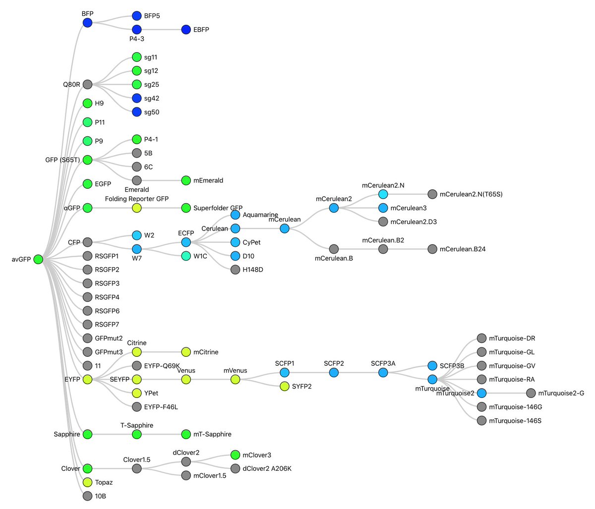 released a feature that I've been working on for months at #FPbase:
Interactive fluorescent protein lineage trees, with mutations &amp;  links to protein pages that now show direct family members. ~200 proteins so far, but easy for you to add new descendants!
fpbase.org/lineage/