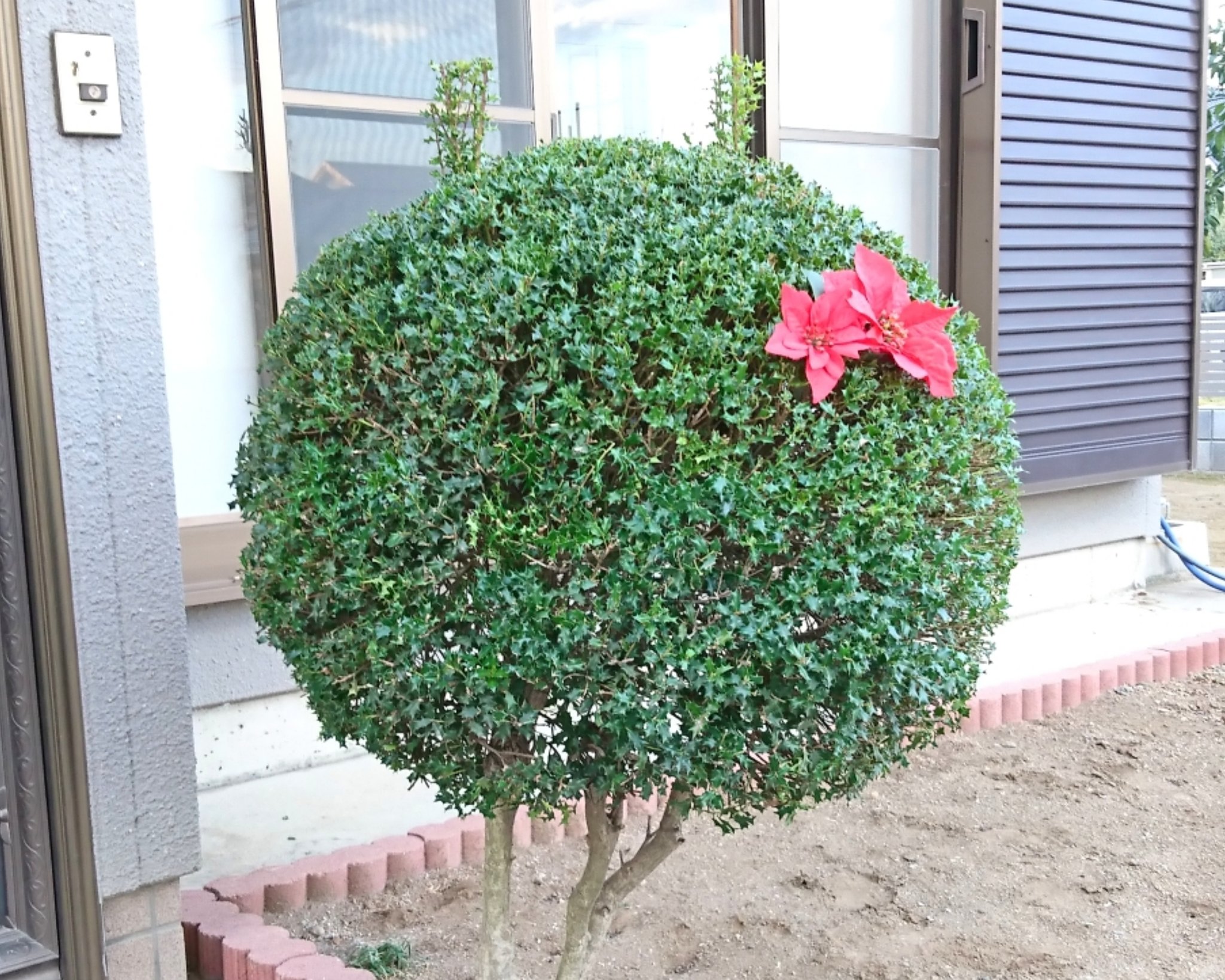 Kei お疲れ様ぁ 昨日の玄関先の植木の剪定 今回は 耳 を残して トトロに見えない ハイビスカスを飾って X Mas風味 w 多分 ヒメヒイラギ の雄株 花も実も付かない 小さな葉はとげ で 痛い なので ブルーシートを敷いて チョキ Kei お疲れ様ぁ 昨日の玄関先の植木の剪定 今回は 耳 を残して トトロに見えない ハイビスカスを飾って X Mas風味 w 多分 ヒメヒイラギ の雄株 花も実も付かない 小さな葉はとげ で 痛い なので ブルーシートを敷いて チョキ