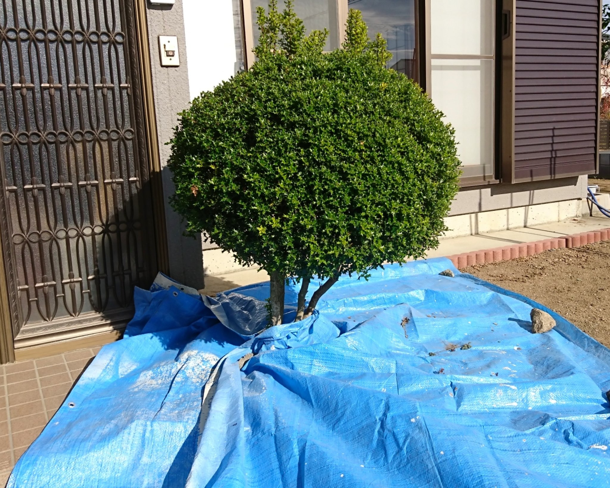 Kei お疲れ様ぁ 昨日の玄関先の植木の剪定 今回は 耳 を残して トトロに見えない ハイビスカスを飾って X Mas風味 ｗ 多分 ヒメヒイラギ の雄株 花も実も付かない 小さな葉はとげ で 痛い なので ブルーシートを敷いて チョキ