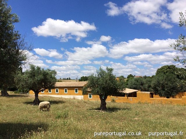 PurPortugal's tweet photo. NEL225: Casa Amarela https://t.co/JAHhRSFOow Charmante ferme (3 CH, 196m2). Parfaite comme résidence principale ou de vacances. Terrain de 2,500m2 avec grande piscine, patio &amp; local technique en briques #preteaemmenager #CasaisDoBrejo #Portugal https://t.co/MRdZP3w9fc